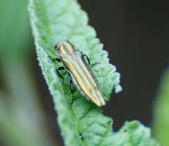 Agrilus aureus