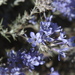 Eriastrum densifolium - Photo (c) Jerry Kirkhart, algunos derechos reservados (CC BY)