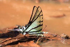 Protographium