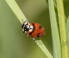 Hippodamia caseyi