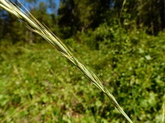 Elymus glaucus glaucus