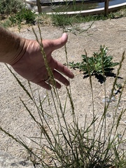 Hilaria rigida