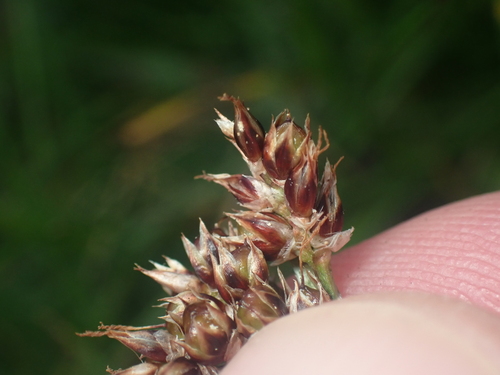 Image of Dense-headed Heath Wood-rush by (c) Paul Bell-Butler, some rights reserved (CC BY)