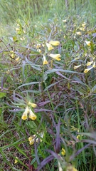Melampyrum pratense