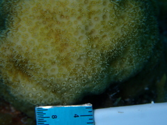 Porites astreoides
