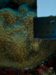 Porites astreoides