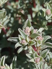 Atriplex pacifica