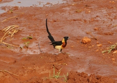 Vidua paradisaea