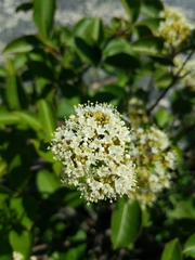 Viburnum cassinoides