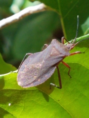 Sethenira ferruginea