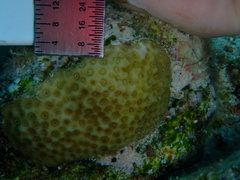 Porites astreoides
