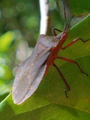 Sethenira ferruginea