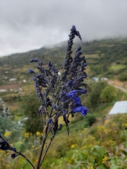 Salvia sagittata
