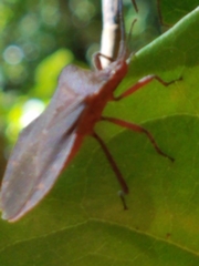 Sethenira ferruginea