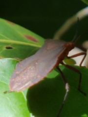 Sethenira ferruginea