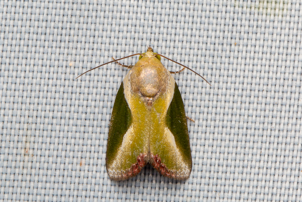 Ariola triangulifera