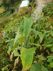 Salvia sagittata
