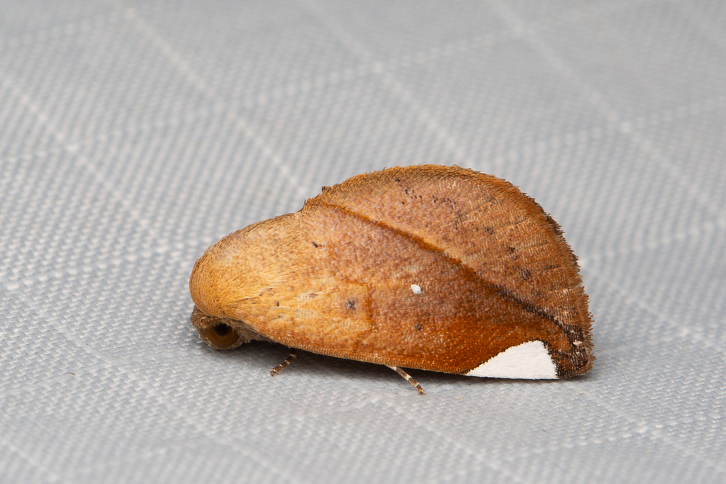 Negeta montanata