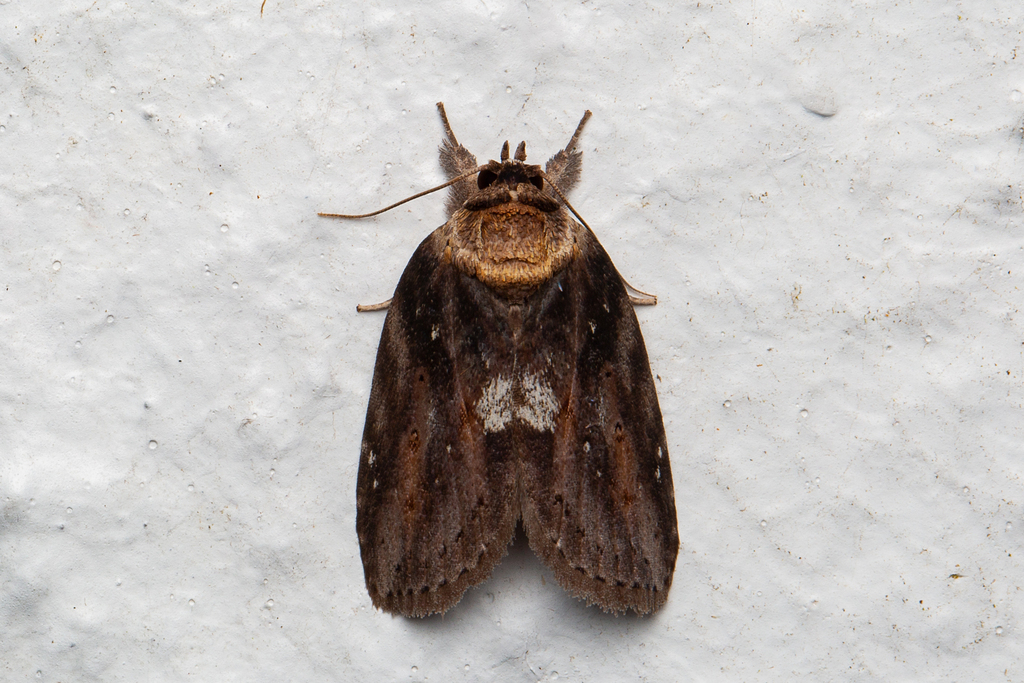 Phaeothripa morena
