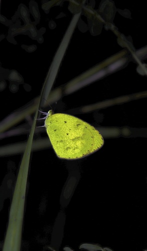No-brand Grass-yellow