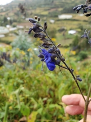 Salvia sagittata