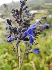 Salvia sagittata
