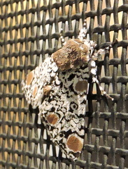 Harrisimemna trisignata