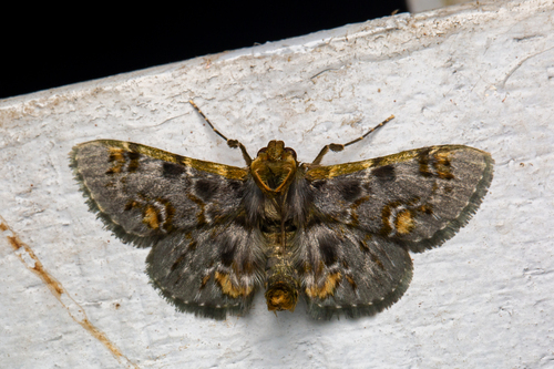 Coenodomus dudgeoni