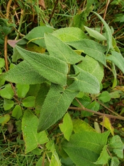 Salvia sagittata