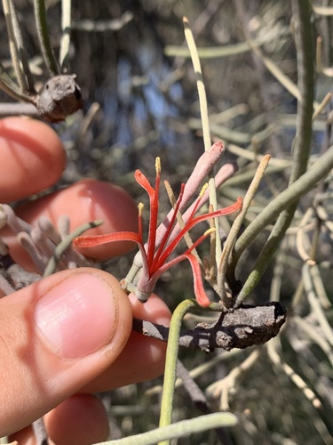 Amyema linophylla (Amyema linophylla)