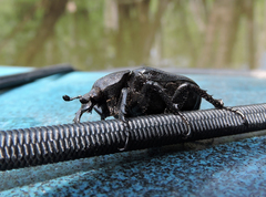 Osmoderma scabra