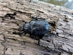 Osmoderma scabra