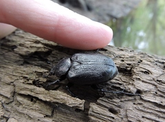 Osmoderma scabra
