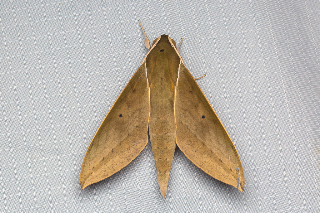 Common Hunter Hawkmoth