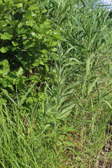 Jacobaea paludosa lanata