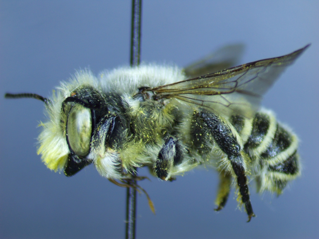 Megachile nevadensis