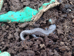 Hynobius quelpaertensis