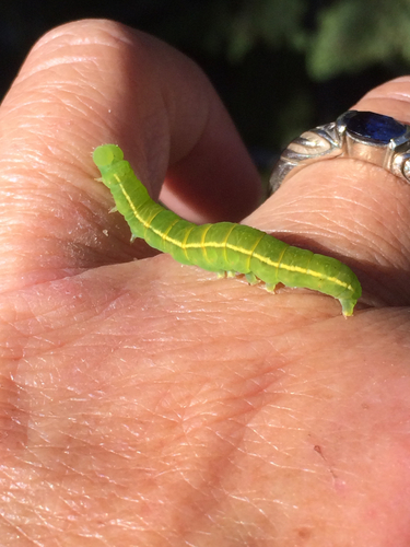 iNaturalist observation photo of Herald Moth