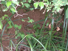 Lithobates catesbeianus