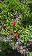 Castilleja parviflora