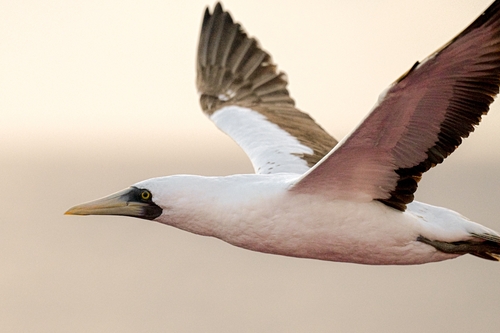 Piquero enmascarado (Sula dactylatra)