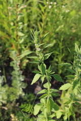 Chaiturus marrubiastrum