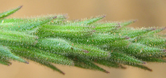 Chascanum hederaceum image
