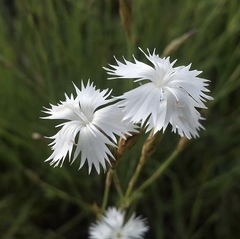 Dianthus awaricus