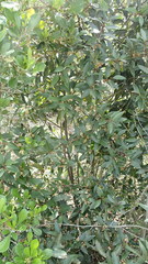 Pterocelastrus rostratus