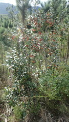 Pterocelastrus rostratus