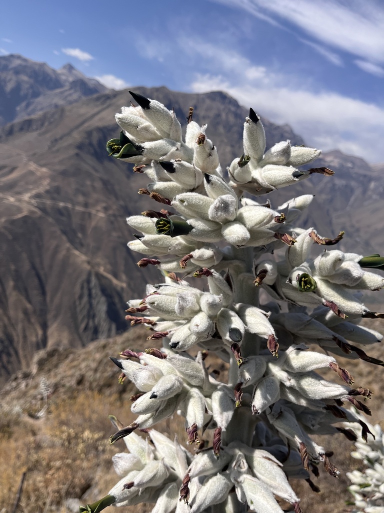 Puya vallis-colcaensis