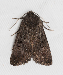 Aseptis fumosa