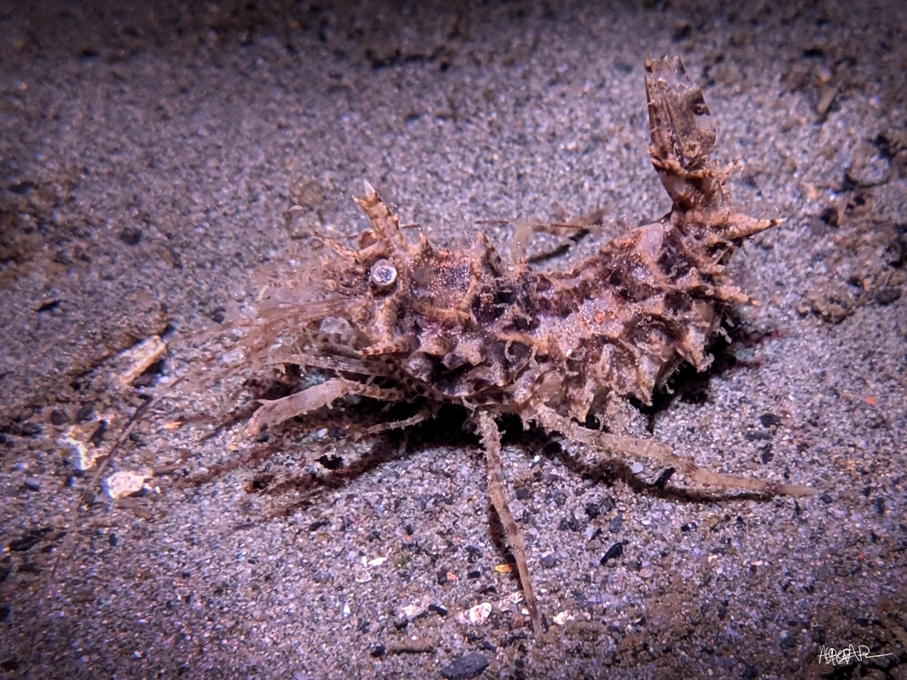 horned shrimp