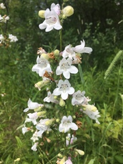 Penstemon digitalis